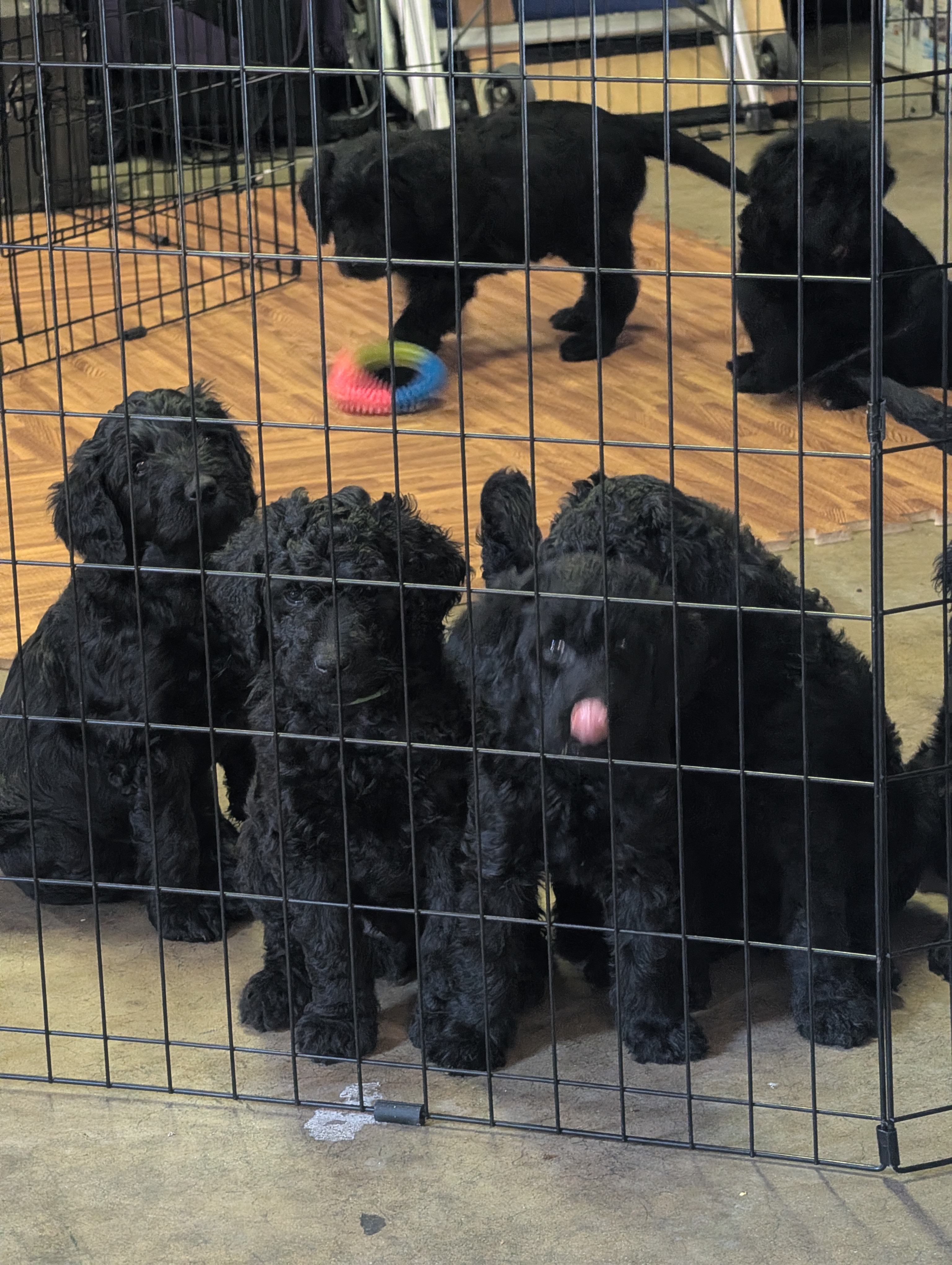 The Litter